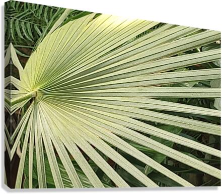 V319 Canvas Print