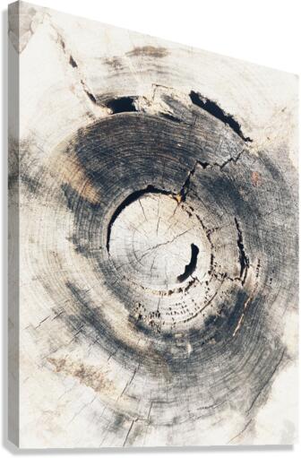 V320 Canvas Print