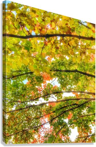 V321 Canvas Print