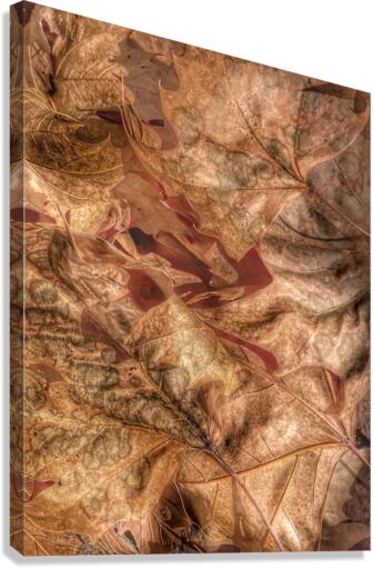 V322 Canvas Print