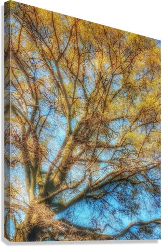 V328 Canvas Print