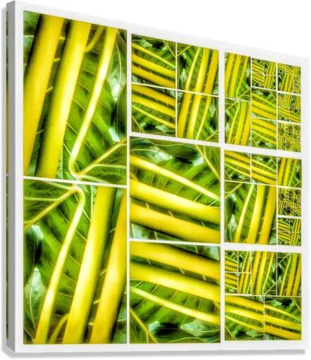 V329 Canvas Print