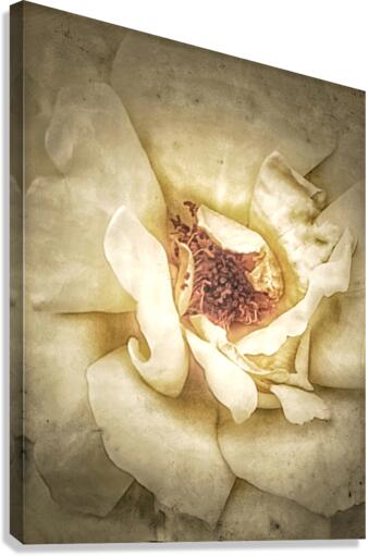 V332 Canvas Print