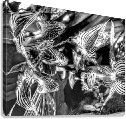 V340 Canvas Print