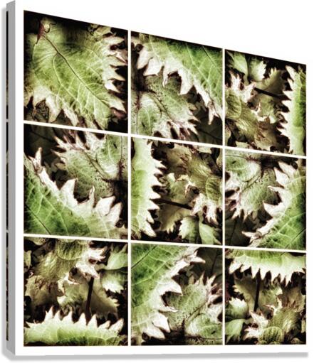 V342 Canvas Print