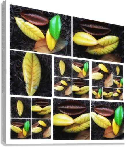 V345 Canvas Print