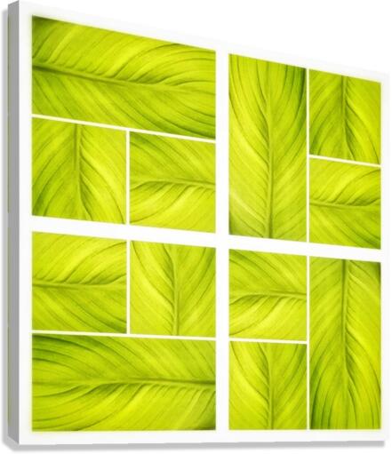 V354 Canvas Print