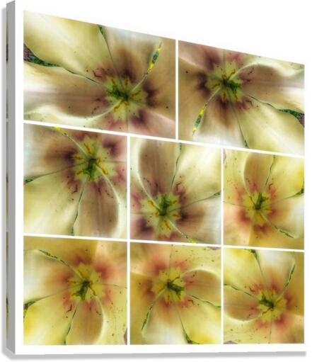V361 Canvas Print