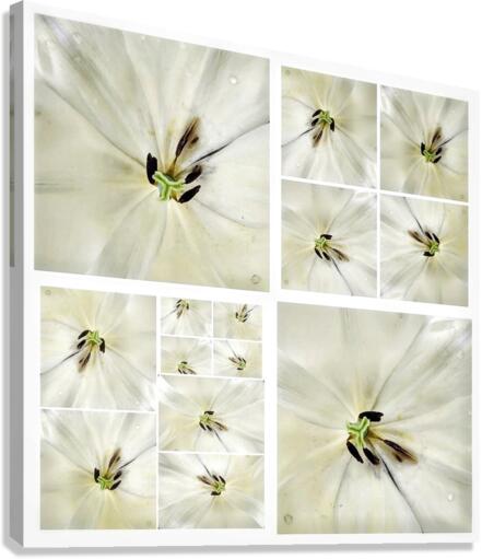 V362 Canvas Print