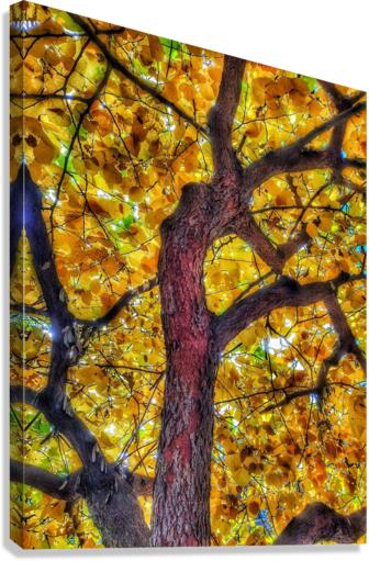 V369 Canvas Print