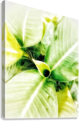 V370 Canvas Print