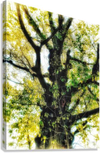 V371 Canvas Print