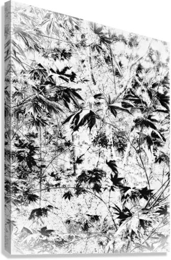 V372 Canvas Print