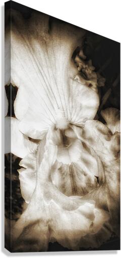 V373 Canvas Print