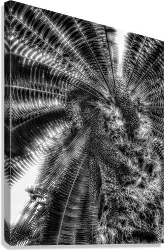 V375 Canvas Print
