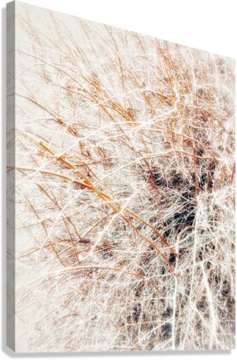 V377 Canvas Print