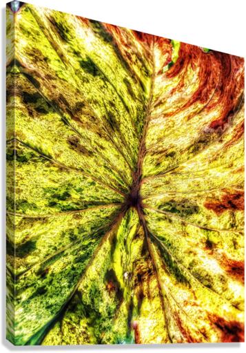 V378 Canvas Print