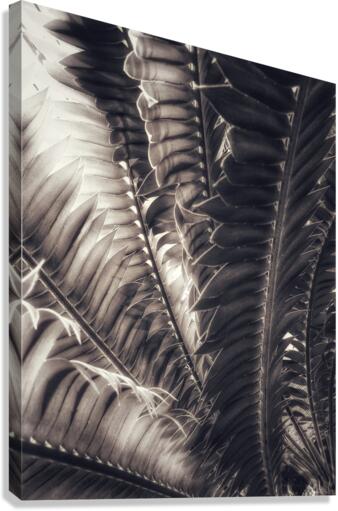 V379 Canvas Print