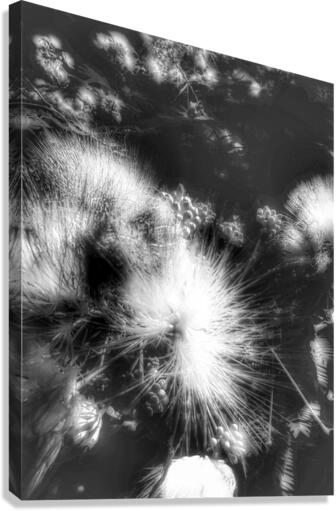 V380 Canvas Print