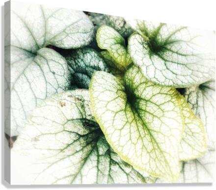 V381 Canvas Print
