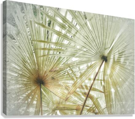V382 Canvas Print