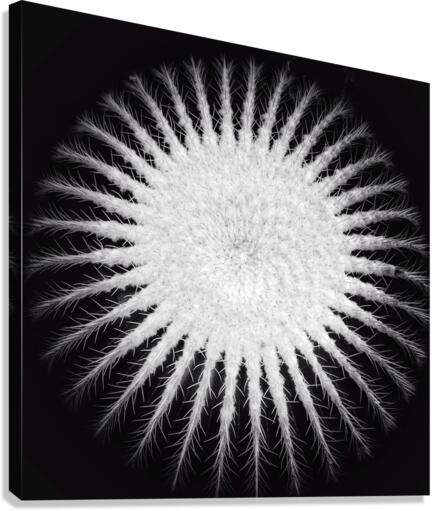 V385 Canvas Print