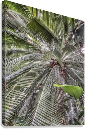 V386 Canvas Print