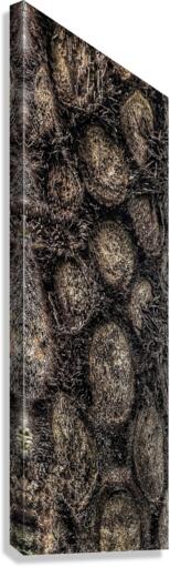 V388 Canvas Print