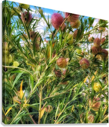V389 Canvas Print