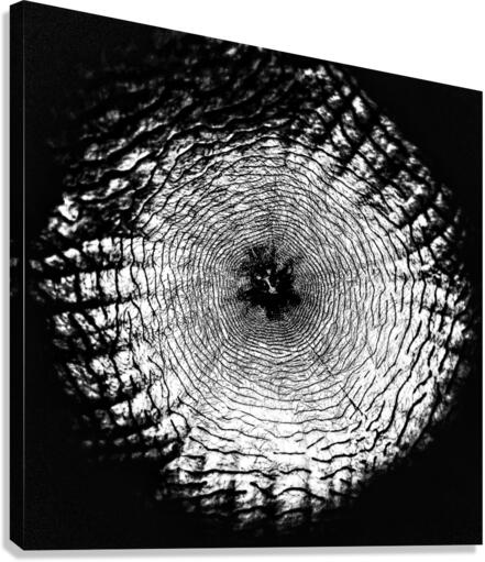 V391 Canvas Print