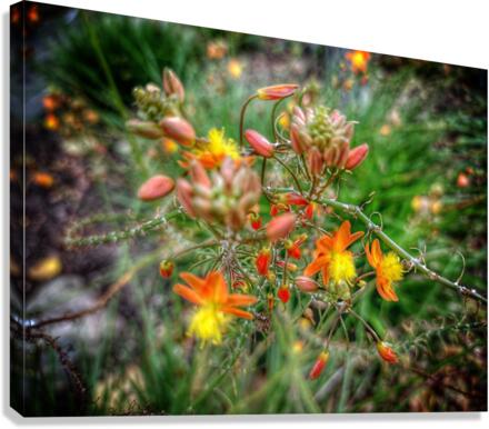 V392 Canvas Print