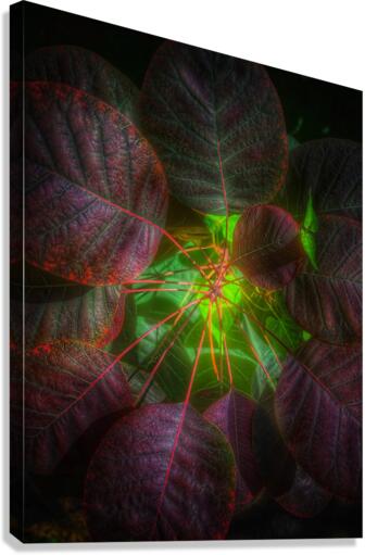 V444 Canvas Print
