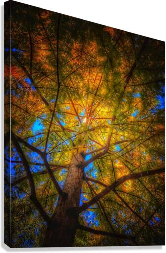 V445 Canvas Print