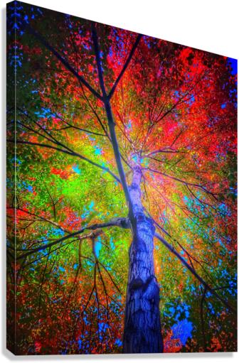 V446 Canvas Print