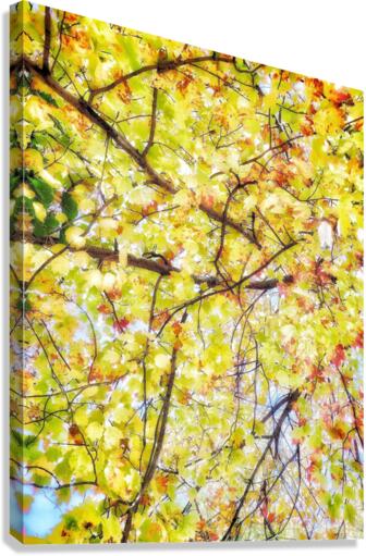 V447 Canvas Print