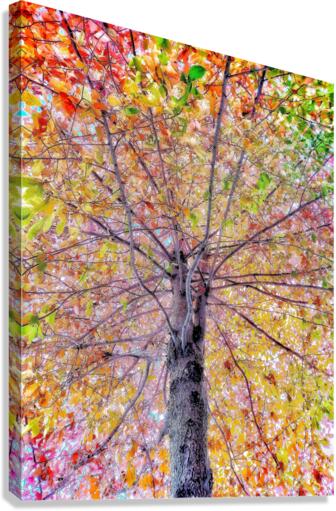 V448 Canvas Print