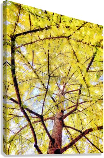 V449 Canvas Print