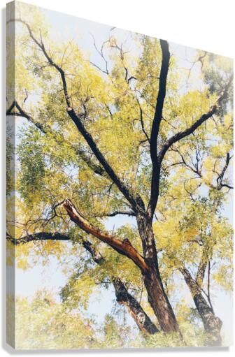 V453 Canvas Print