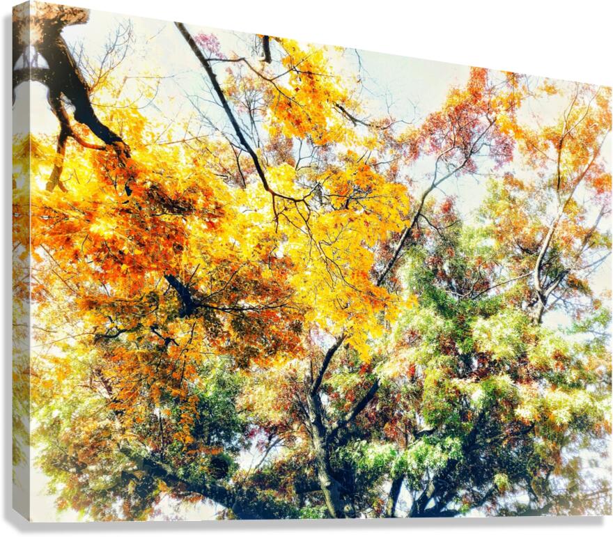V455 Canvas Print