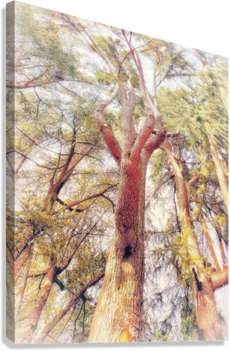 V456 Canvas Print
