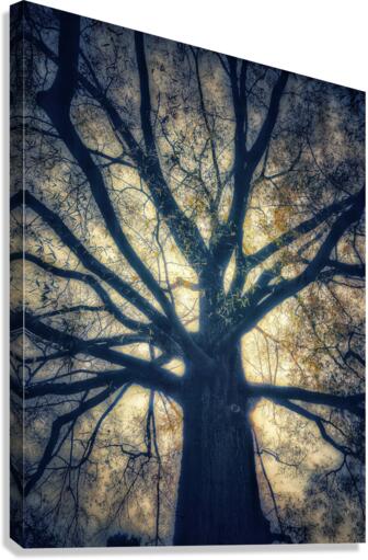 V458 Canvas Print