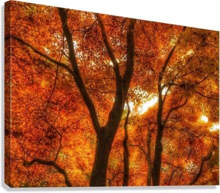 V459 Canvas Print