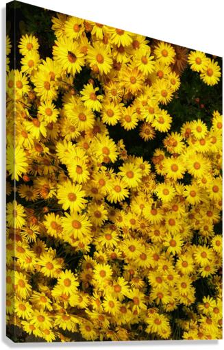 V460 Canvas Print