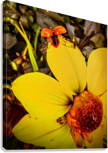 V461 Canvas Print