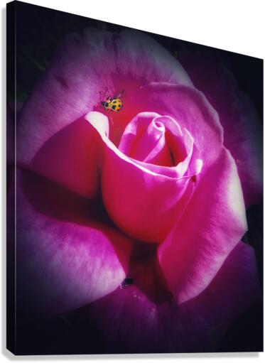 V462 Canvas Print