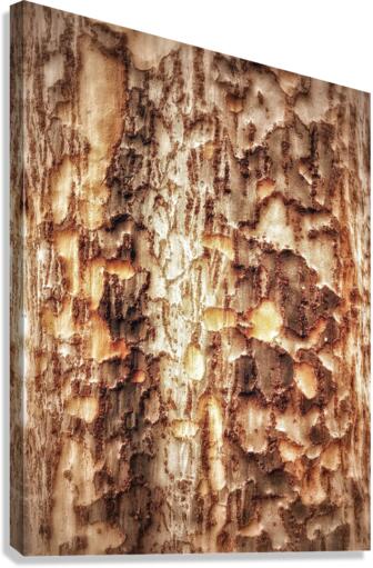 V475 Canvas Print