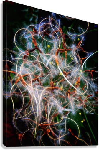 V476 Canvas Print