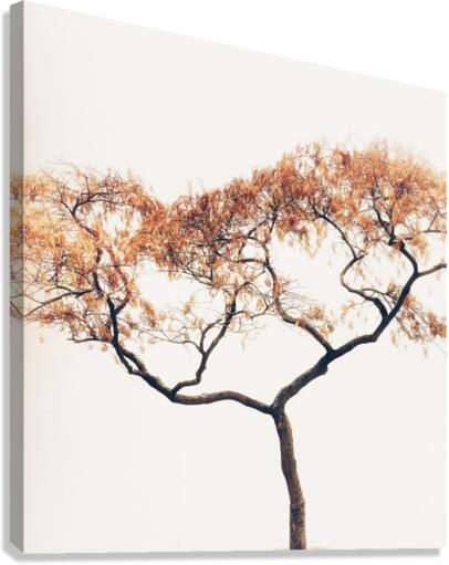 V478 Canvas Print