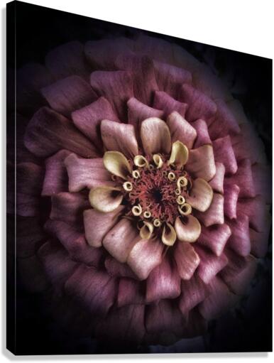V480 Canvas Print