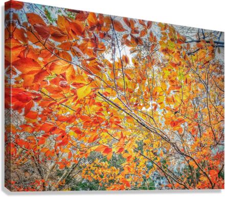 V482 Canvas Print